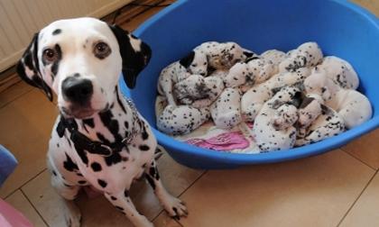 Câu chuyện "101 chú chó đốm" trở thành sự thật