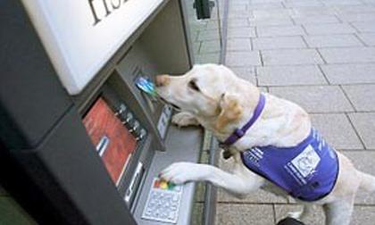 Những khả năng kỳ lạ của động vật