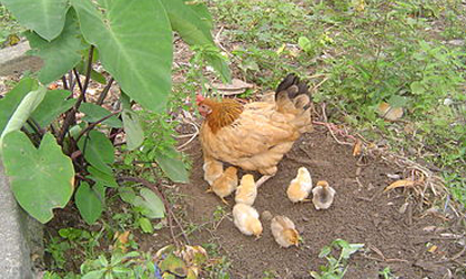 Đớn đau vụ án cậu bé 15 tuổi giết hàng xóm vì một... con gà