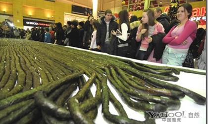 Cuộn Sushi dài nhất thế giới