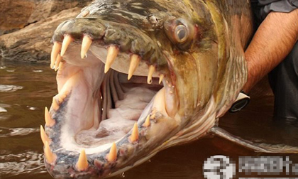 Những Thủy quái lạ nhất trên thế giới