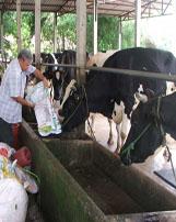 Vinamilk tăng giá mua sữa bò tươi