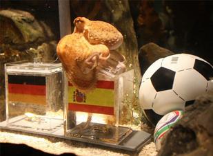 Bạch tuộc dự đoán kết quả trận Real Madrid-Barca