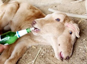 Chú bê có hai đầu, bốn mắt, ba tai