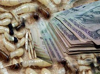 Mối gặm sạch hàng ngàn đô la tiền mặt