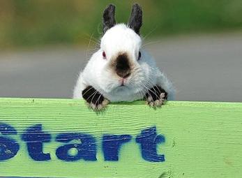 Ngộ nghĩnh thỏ chạy vượt rào