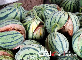 Trung Quốc mất mùa dưa hấu do tiêm thuốc nhầm thời kỳ