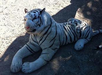 Huy động trực thăng bắt...hổ nhồi bông