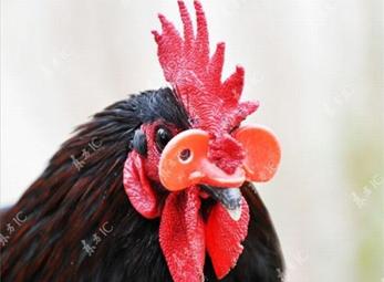 Trang bị kính mắt cho… gà