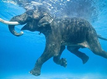 Gặp con voi biết bơi duy nhất trên thế giới