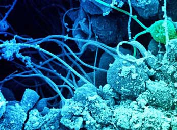 Nhìn thế giới qua lăng kính hiển vi (P.2)