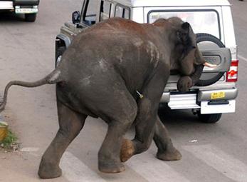 Voi giẫm chết người trên đường phố Ấn Độ