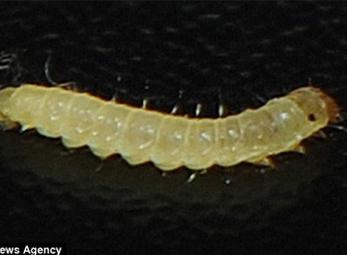 Phát hoảng: Sâu “ngọ nguậy” trong bánh ngọt