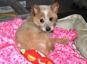 Chú chó được lắp chân giả đầu tiên trên thế giới 