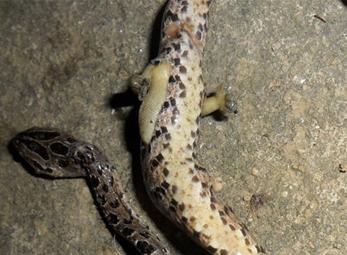 Xôn xao rắn lạ có 2 chân, 10 ngón tại Việt Nam 