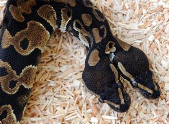 Xuất hiện mãng xà hai đầu... hiền như đất