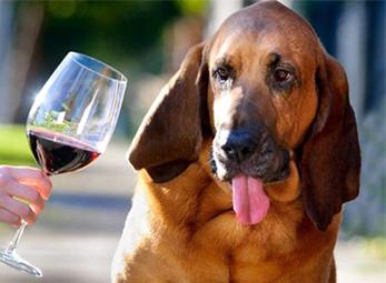 Chó làm chuyên gia thử rượu