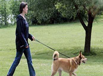 Đổi phân chó lấy vàng