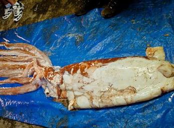 Mực “quái vật” xuất hiện ở Mỹ 