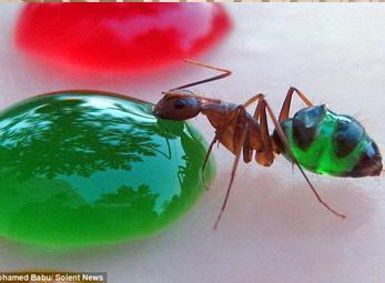 Kiến "ma thuật"... ăn gì màu nấy 