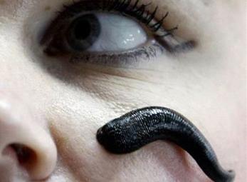 Thị trấn sống bằng nghề nuôi đỉa