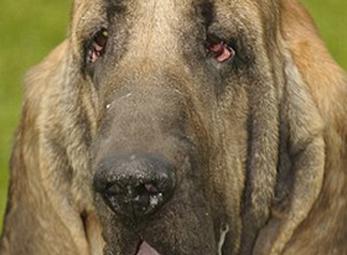 8.000 bảng Anh để sửa mặt cho chó