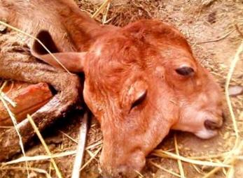 Kỳ lạ bê con 2 đầu, 4 mắt, 4 mũi 