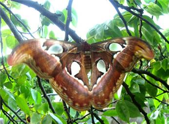 Cận cảnh loài bướm khổng lồ có tên trong Sách đỏ Việt Nam