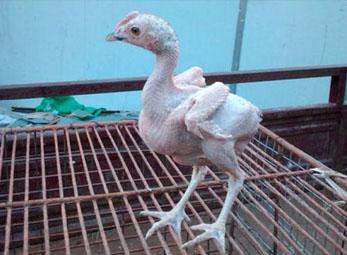 Kì lạ gà không lông ở Trung Quốc