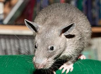 Chuột dài cả mét ở Mỹ có thể dọa lại cả mèo