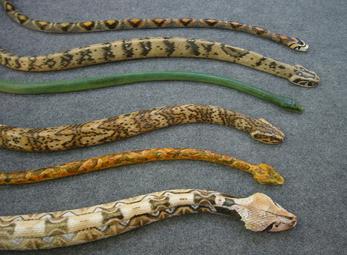 Giấu 7 con rắn trong quần để mang lên máy bay