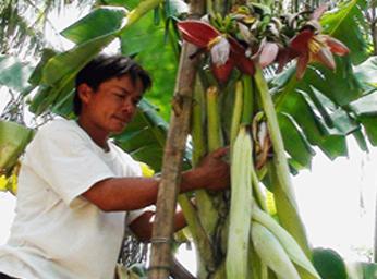 Lũ lượt chiêm ngưỡng cây chuối trổ 11 bắp hoa