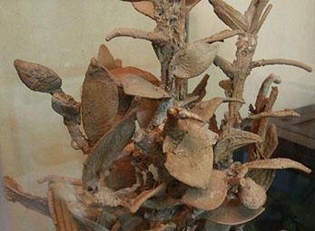 Cây gần hóa thạch được trả giá 1,5 triệu USD 