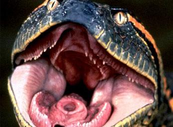 Rợn người với cảnh trăn nuốt con mồi 