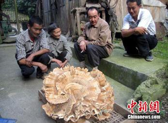 Vô tình tìm được nấm khổng lồ gần...nửa tạ