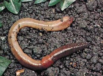 5 ngày chỉ ăn giun 