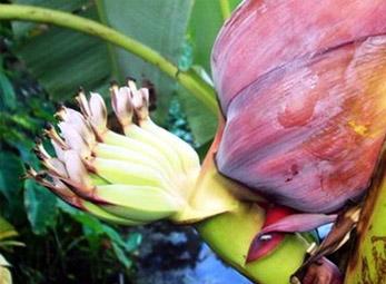 Cây chuối trổ hoa giữa thân