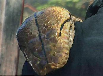 Kỷ lục trăn nuôi nhốt lớn nhất thế giới 