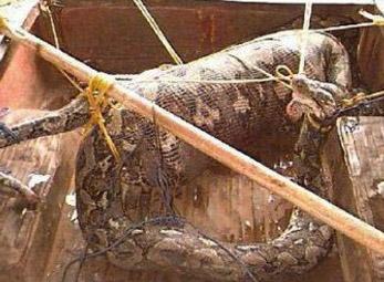 Kinh hoàng trăn nuốt sống người