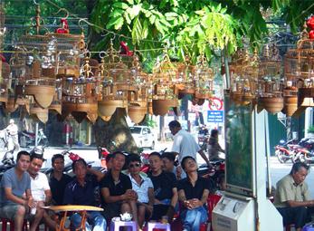 Đàn ông Hà Nội tụ tập nghe chim hót