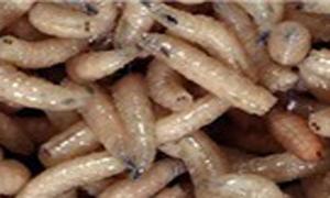 Hơn 100 con giòi làm tổ trong mũi bệnh nhân