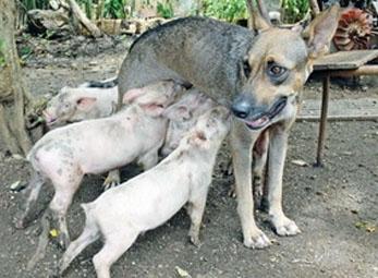 Chó mẹ làm "vú em" cho... đàn lợn con