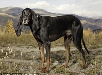 Chú chó có đôi tai dài nhất thế giới 