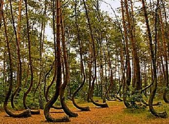 Bí ẩn rừng thông cong hình chữ J 