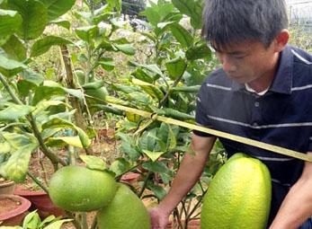 Cây chanh có quả nặng 3,5kg, to như... dưa hấu