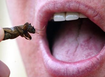 EU khuyến khích ăn...côn trùng kinh dị