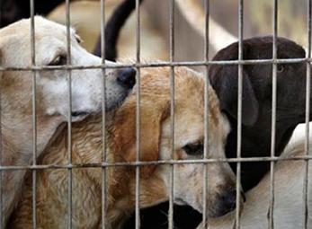 Bảy con chó đói lao vào ăn thịt chủ