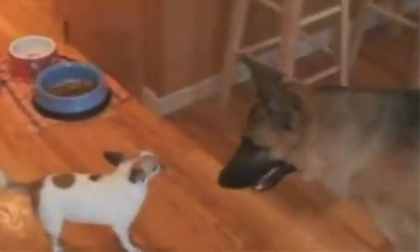 'Bể bụng' vì những pha hài hước của động vật