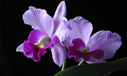 Thứ sáu của bạn (20/1)