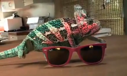 Xem tắc kè hoa đổi màu qua những chiếc kính